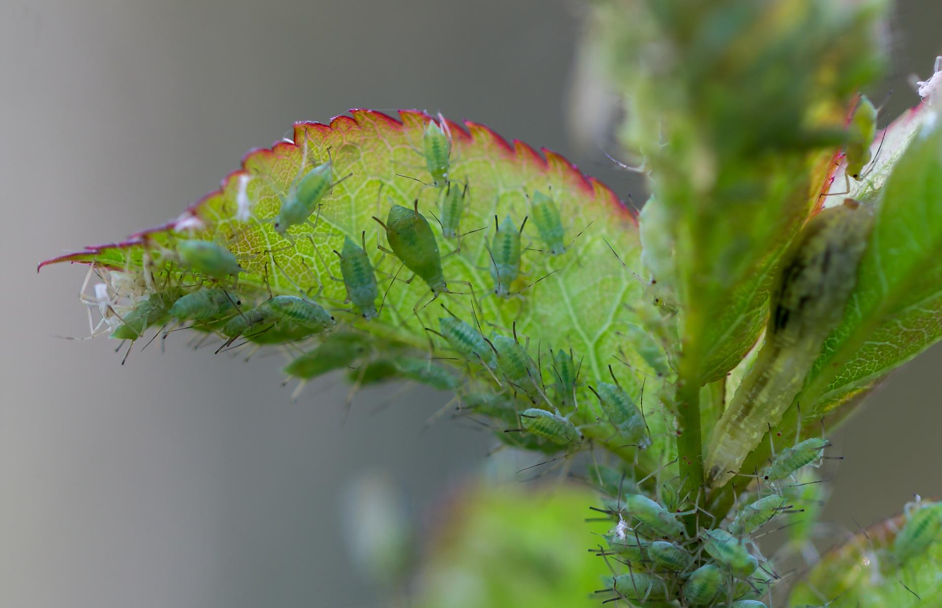 Garden pest: aphids